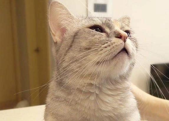 猫咪咕噜叫藏着啥秘密？5个超萌动作，哪个最戳心？