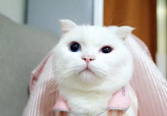 猫咪睡得像大爷，毛亮爱撒娇，养得好全靠这7招？