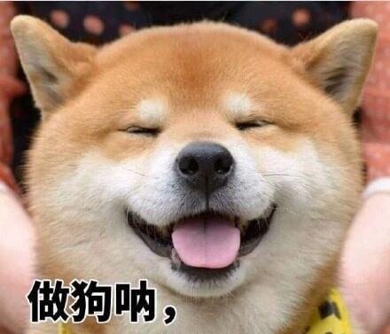 兽医总结：“长寿狗”基本都有5个特征，希望你家狗全都有