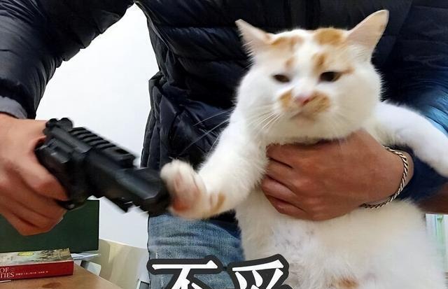 劝告：猫界“4不养”，送给你也不要养！