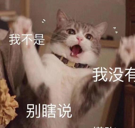 猫咪晚上准时回家蹭你腿，7个信号告诉你，它早已把你当家人