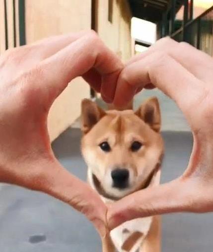 小柴犬迷上圈圈挑战，主人围啥它钻啥，披萨洞都不放过？