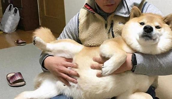 狗狗最讨厌这几件事，你还在做？小心它记你一辈子仇！