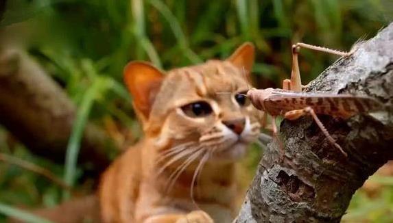 比家猫还小却专吃昆虫，锈斑豹猫有多厉害？