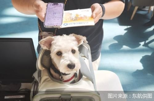 东航在上海—青岛航线推出“宠物进客舱”服务