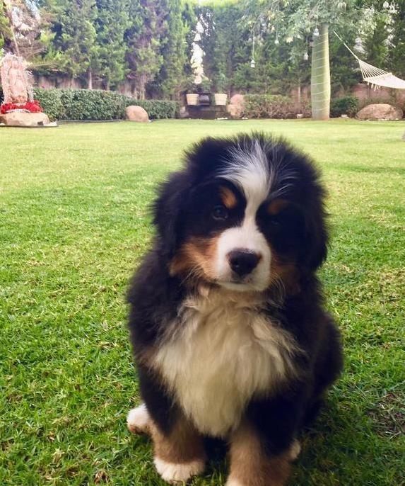 养只伯恩山犬有多香？忠诚护家又好训，你心动了吗？