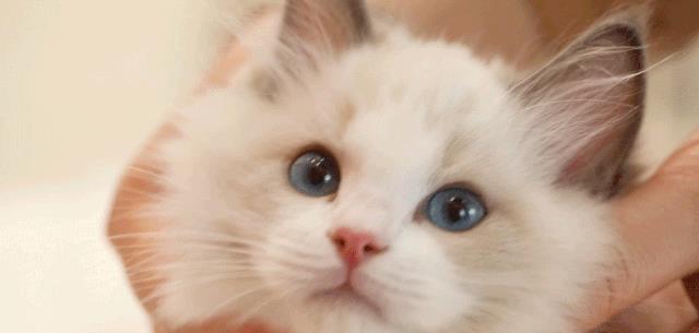 布偶猫“毛发粗糙”怎么改善？这几个方面要做好！