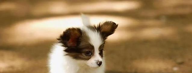 小型犬真有那么好？6个理由让你心动，养了绝不后悔
