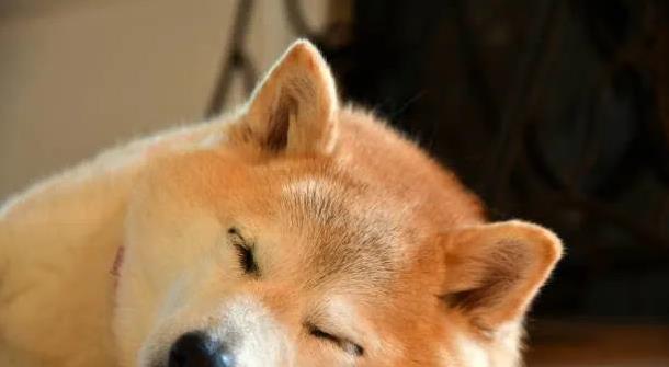 柴犬为何偏心你家谁？幼犬时期定喜好，30分钟陪玩最有效