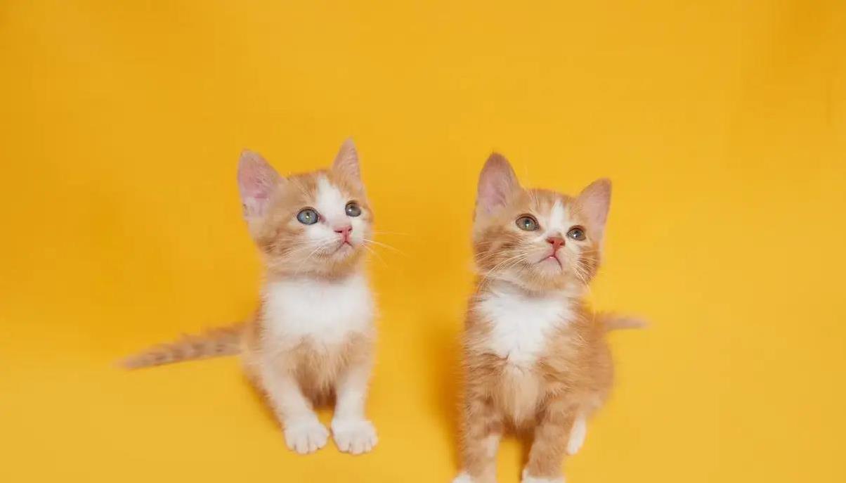 猫咪爱啃肥肉？5克就够，喂多竟会这样