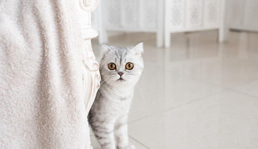猫咪泪痕严重别烦恼，不用太大代价，我来教你怎么解决猫咪泪痕问题