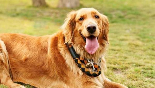 金毛犬，犬中之王，亲近人类的宠物