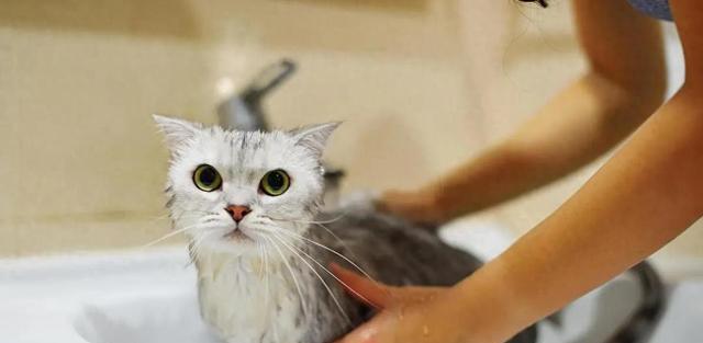 猫咪洗澡后蔫了不吃不动，3个错招害惨它，你中了几个？