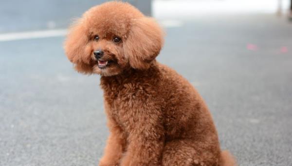 泰迪犬，可爱至极，绝佳宠物选择