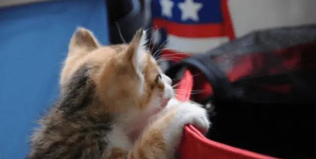 猫咪偷吃乱跑没人管？三种行为不改，变成霸王你后悔！