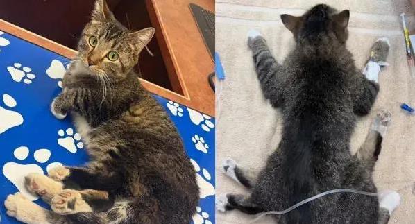 流浪猫满身泥土险丧命，温顺性格感动众人，它如今过得怎样？