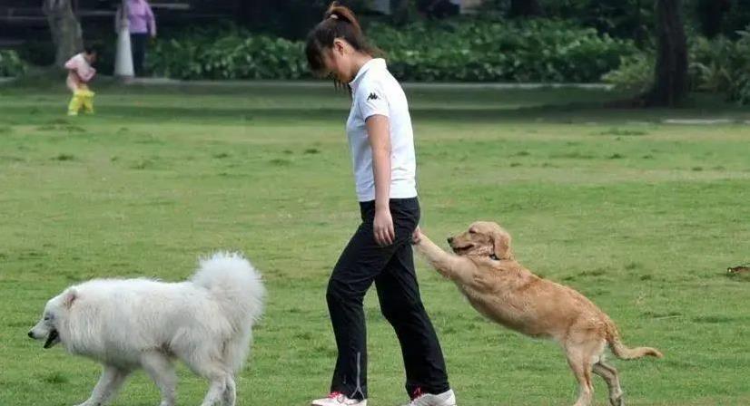 养狗看似温馨，代价却不小，你敢接招吗？