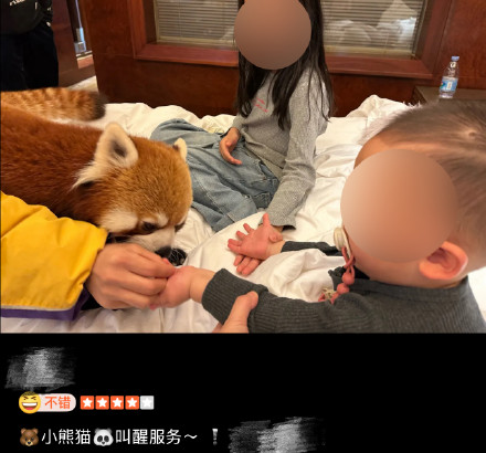 林业局叫停酒店小熊猫叫早服务