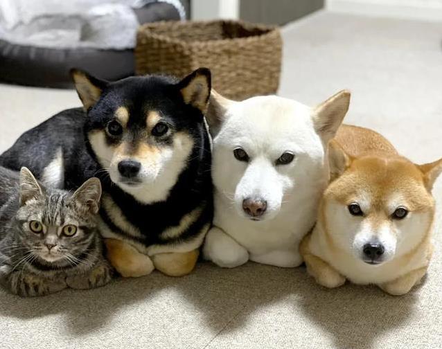 猫咪学我拍老公，下一秒它拳头飞舞，你猜谁更疼？