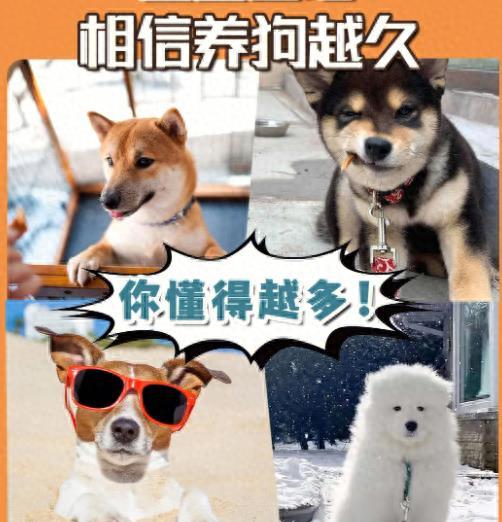 养狗越久，这10个道理越明白，太真实了!
