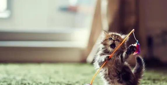 养猫只看萌态不操心，猫咪生病你得花大钱？