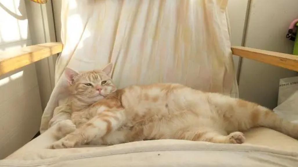 家里养猫该不该让猫主子进卧室？