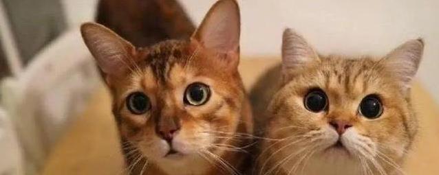 家里两只猫超热闹，幸福翻倍，养了不后悔？