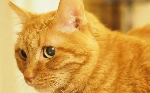 猫咪蜷成团酣睡，伸手撸它却翻脸？