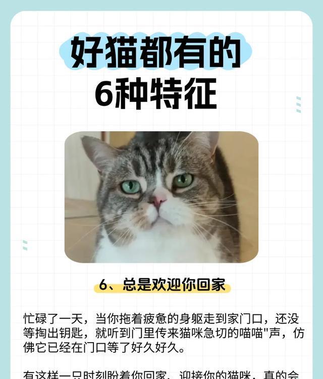 一只猫有这几个特征，证明是“好猫”！