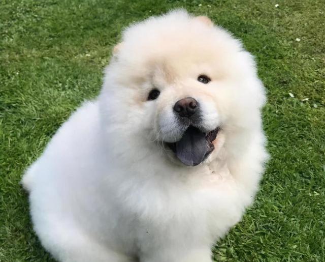 不愧是“老祖宗严选”，土松犬优点真的多！