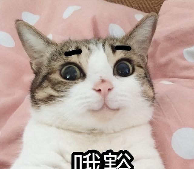 猫咪是如何“辨认”你的？原来是这几方面，刷脸没用！