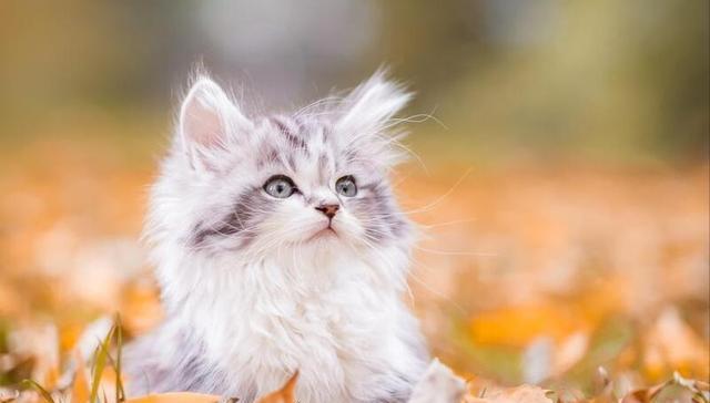 小猫的奇怪行为有哪些？