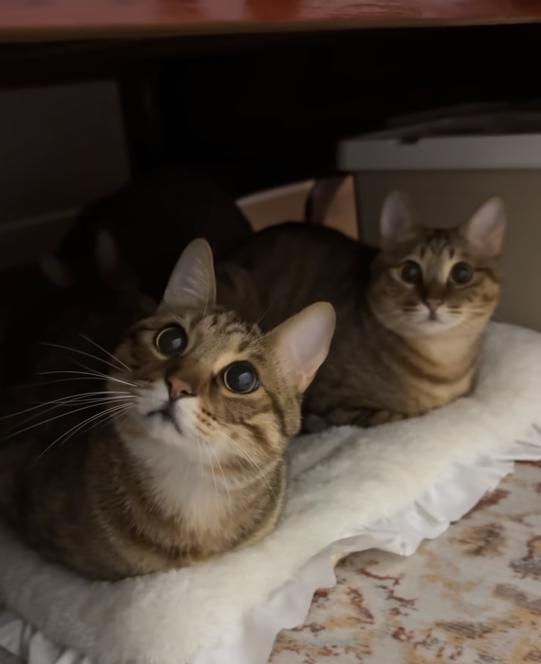 当妹子分不清猫妈和小猫，猫妈立马暴揍小猫：这下知道了吧！