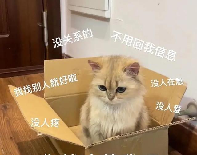 最伤猫咪感情的5个行为，你中枪了吗？