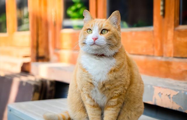 养“大橘猫”的8大坏处，看完你还敢养吗？
