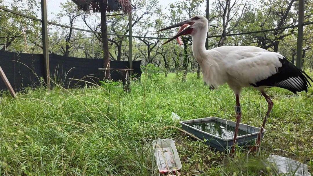 “鸟中大熊猫” ，重返自然！