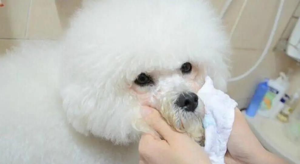 狗狗泪痕愁坏主人？3招搞定颜值危机！