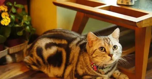 养猫必看！三种病防不胜防，你家猫中招了吗？