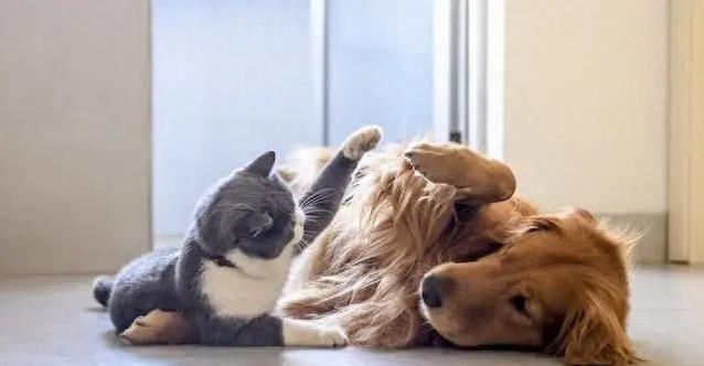 狗脑子比猫强一倍？科学家新发现揭秘！谁更聪明？