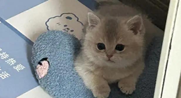 猫咪对陌生人呲牙，对主人却黏人，背后真相暖心