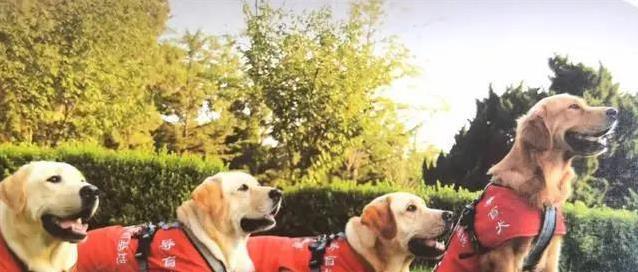 导盲犬带路从不迷，训练三年有多牛？盲人生活全靠它！