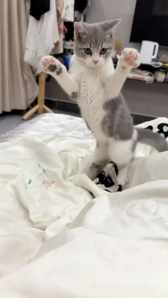 小姐姐见猫咪舒服躺在床上，随手拍了下被子，猫咪瞬间被吓到站起来气鼓鼓地瞪着她：你干嘛​