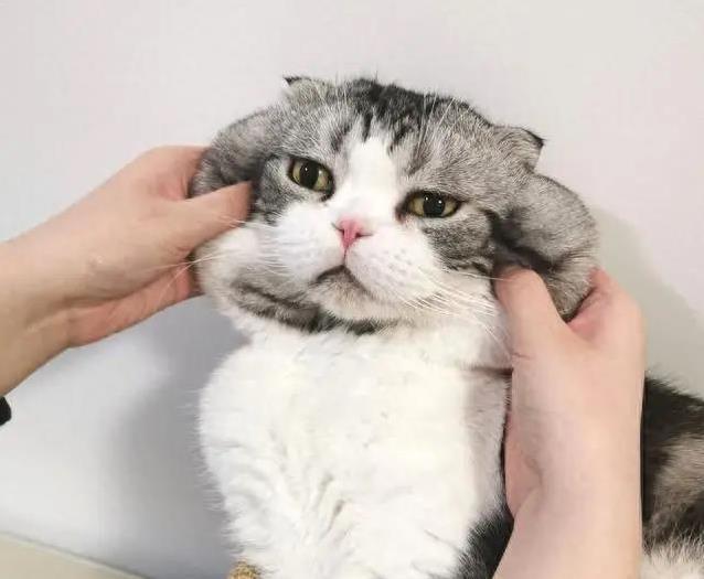 大脸猫有多萌？四种超可爱品种让你挑花眼，你最爱哪只？