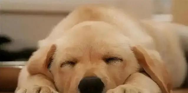 狗狗半夜不睡觉？4个坏习惯害惨它，简单几招让它睡到天亮