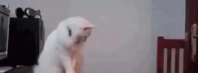 猫咪推翻水杯化妆品，真为气你？真相出人意料！