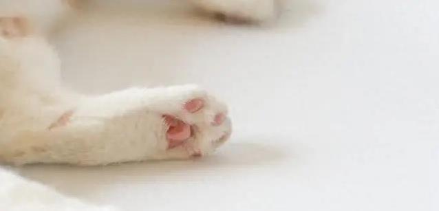 猫咪抢零食像小孩护糖，橘猫霸王大显身手，白白却偷偷藏宝！