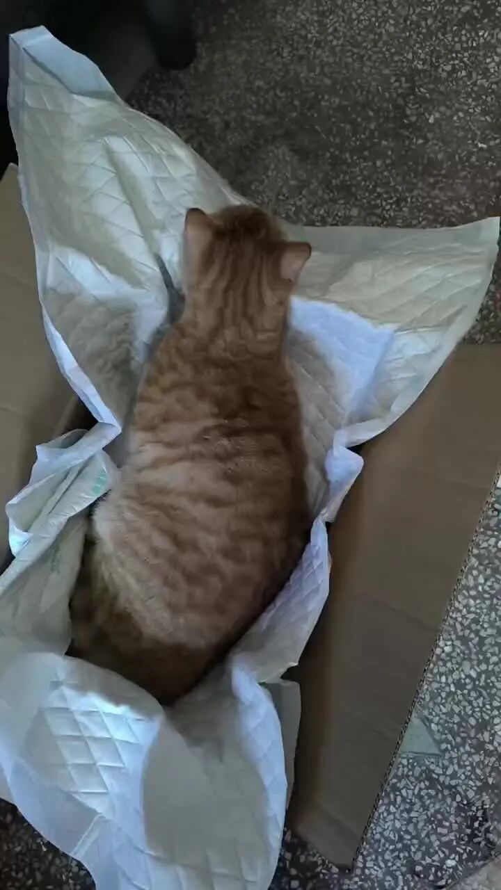 猫咪做完手术麻醉还没醒透，听到自动喂食器声音后竟立马起身干饭，小哥当场看呆：兽医骗我？