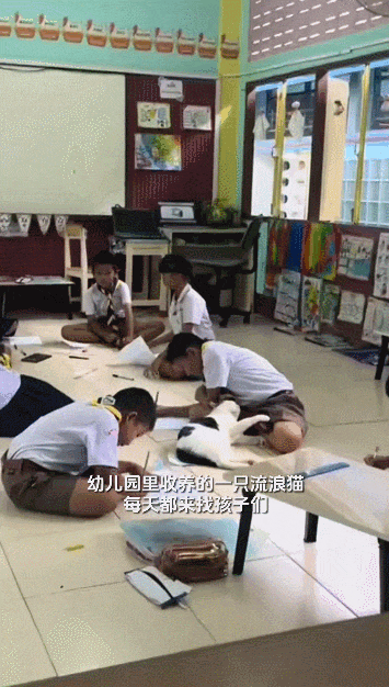 幼儿园收养了一只奶牛猫，天天趁小朋友上课时跑来睡觉，咪：上课睡觉特别香！