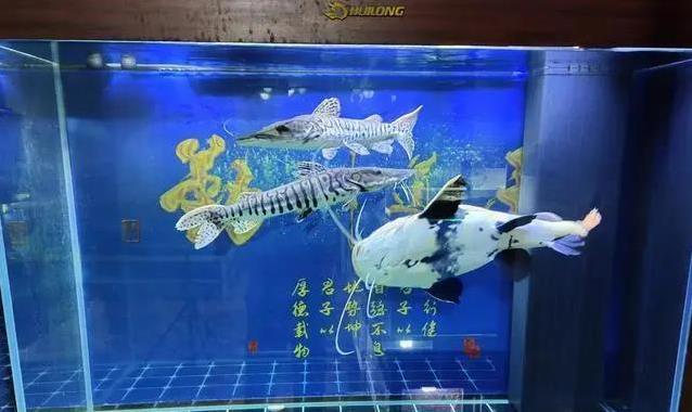 换水后鱼儿集体“闹情绪”，问题出在哪？3个原因让人意外