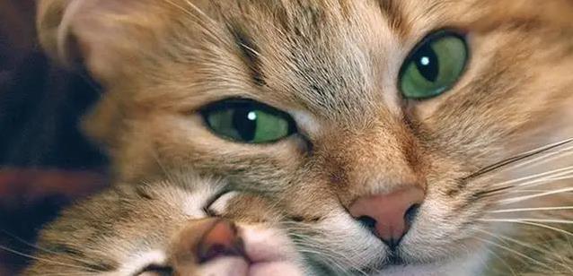 家猫从不出门也会得狂犬病？疫苗不打后果有多严重？